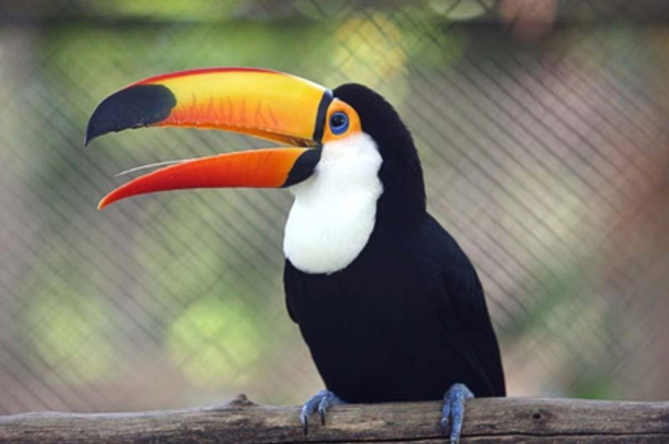 Попугай Тукан