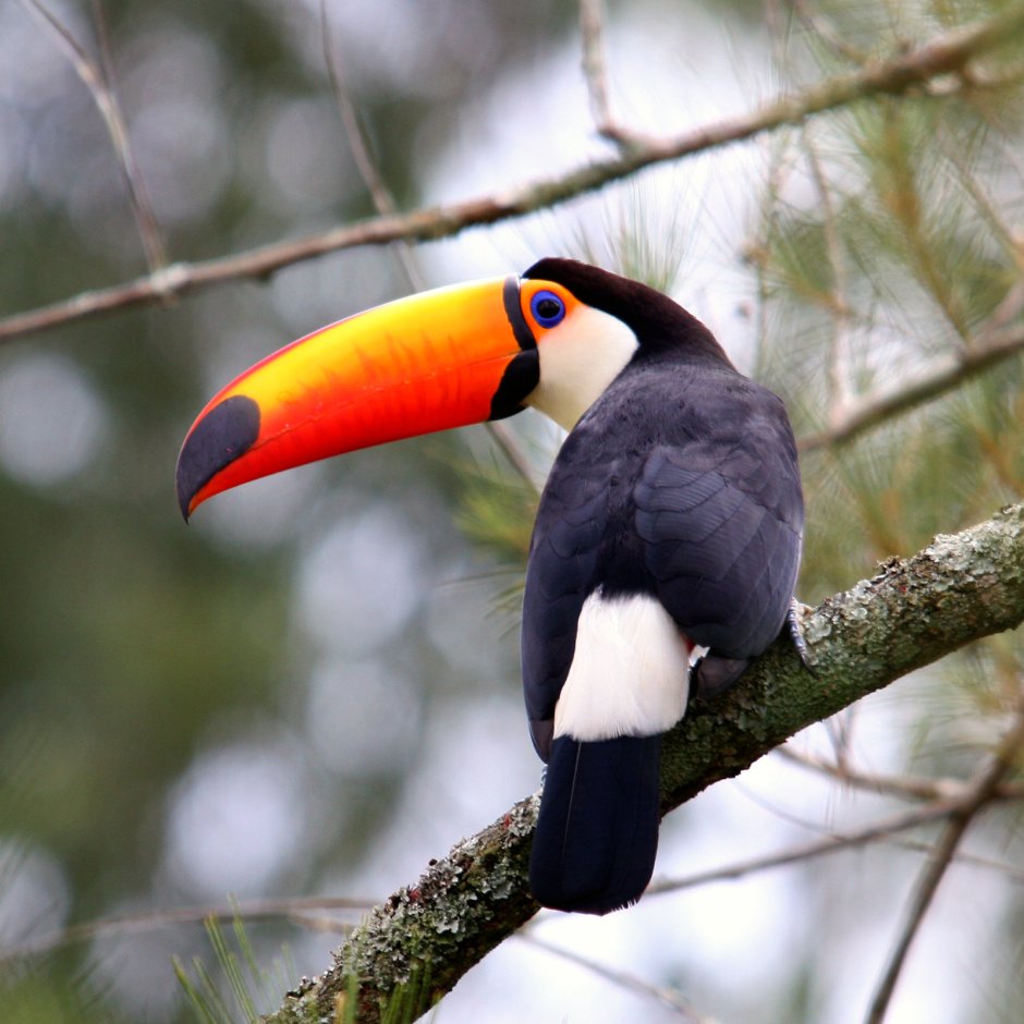 Тукан птица