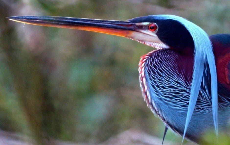 Agami Heron