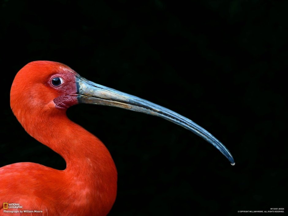 Красный Ибис птица