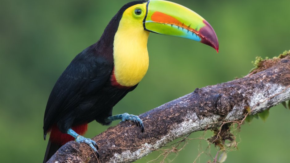 Синеклювый Тукан