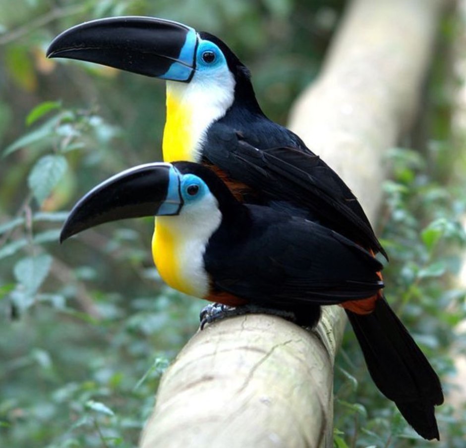 Красноклювый Тукан