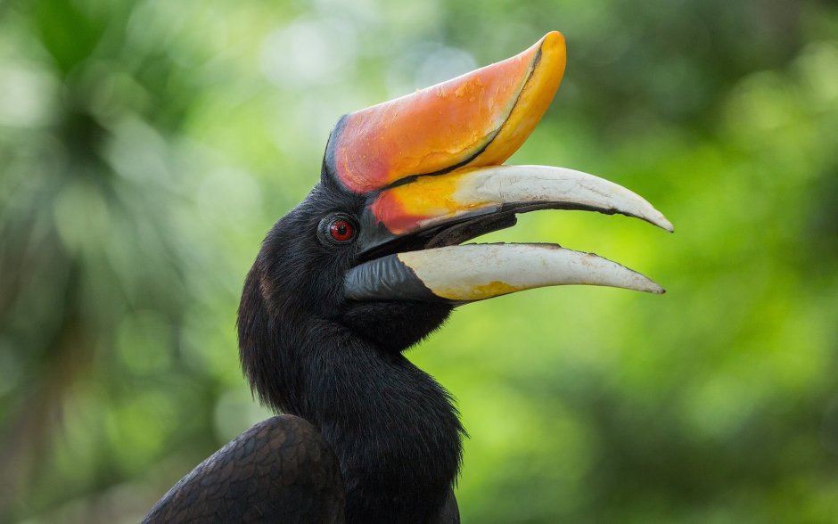 Птица-носорог калао