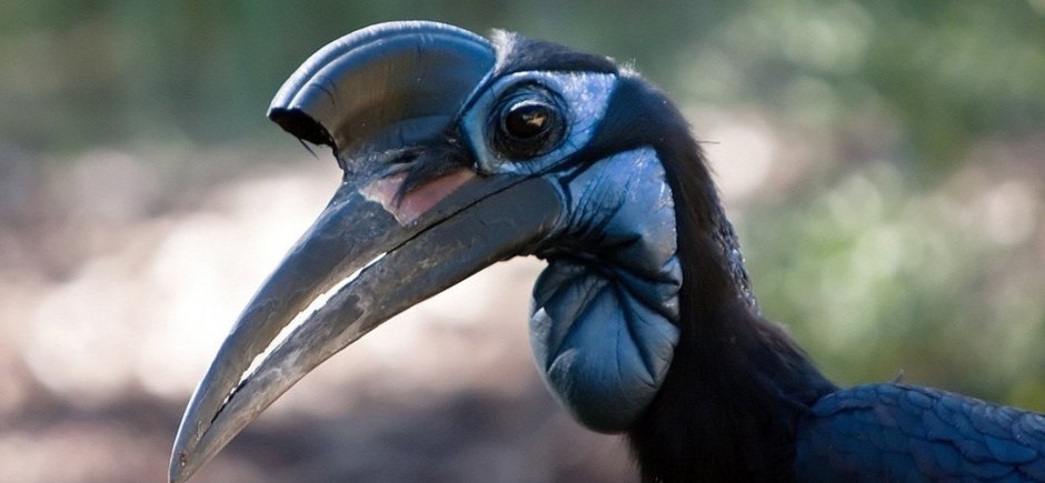 Абиссинский рогатый ворон фото