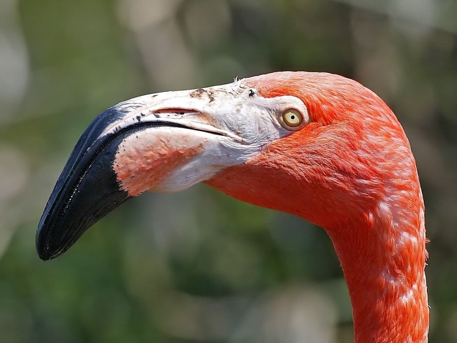 Клювик Фламинго