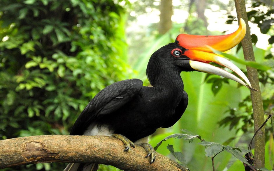 Двурогий калао