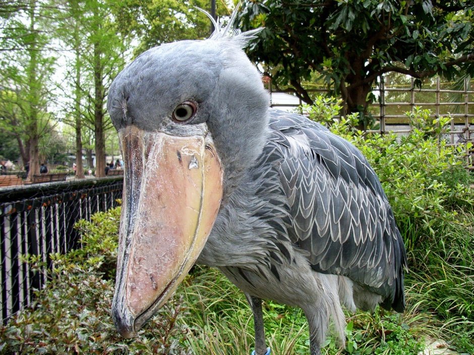 Китоглав или Королевская цапля