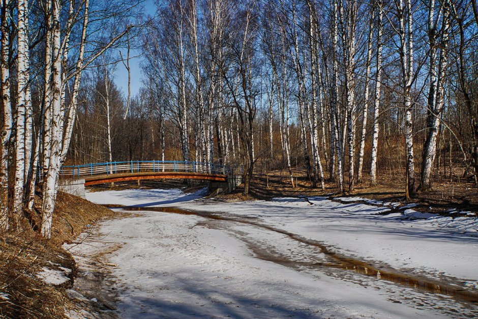 Дятел в Битцевском лесу