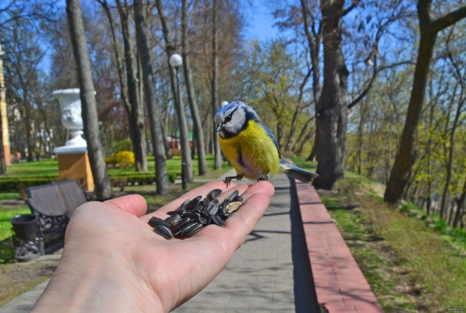 Ястреб тетеревятник в Кусковском парке