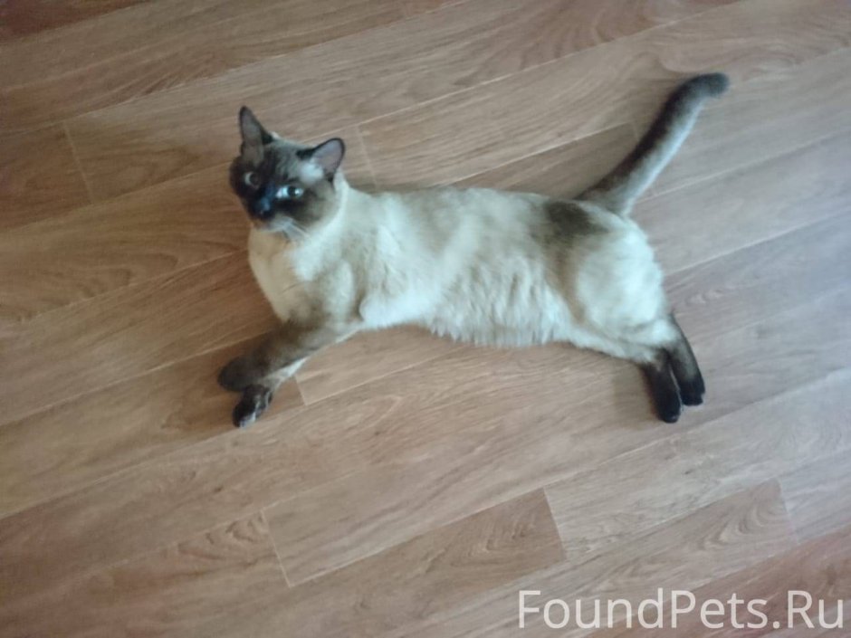 Сиамский кот хвост