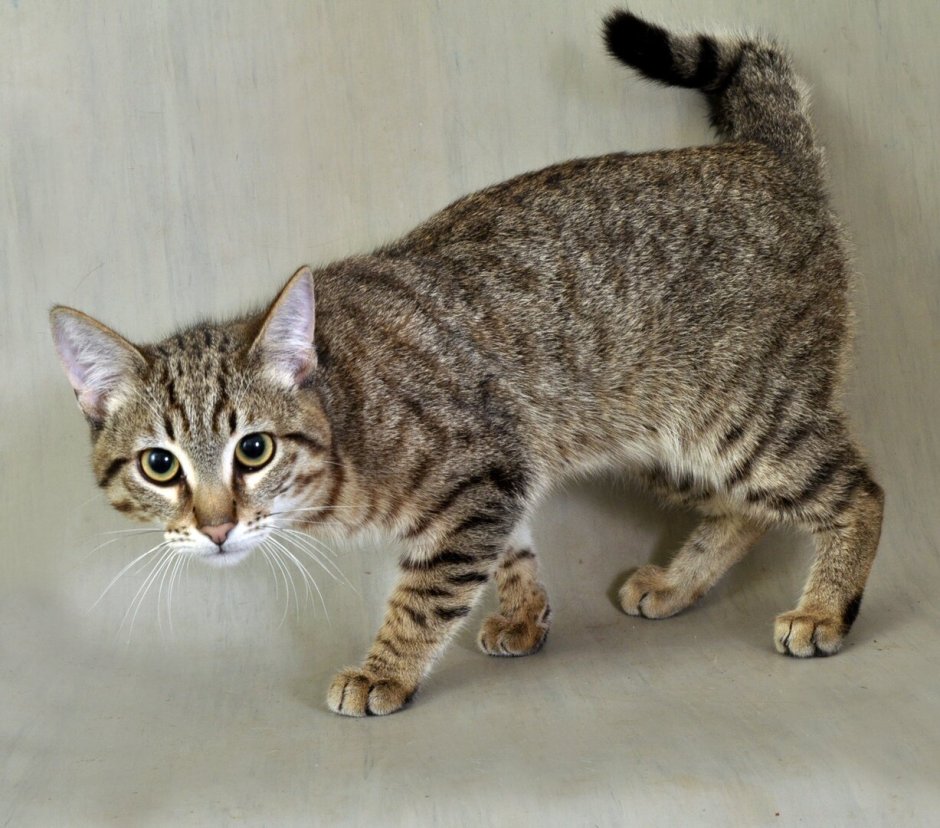 Порода кошек с изломанным хвостом