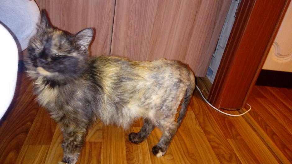 Кот с переломанным хвостом