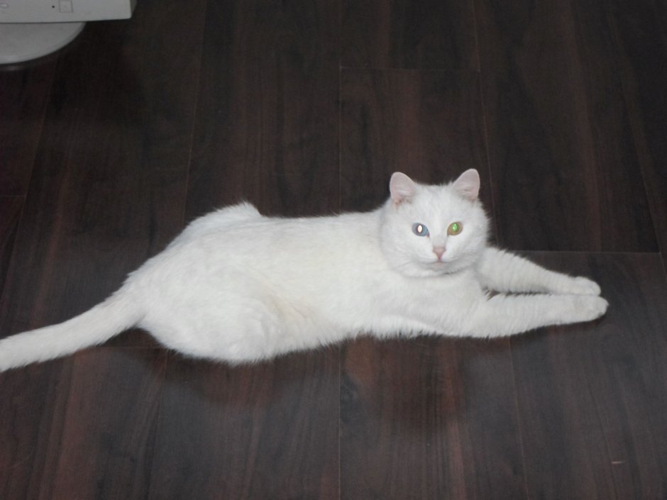 Белые коты с поломанным хвостом