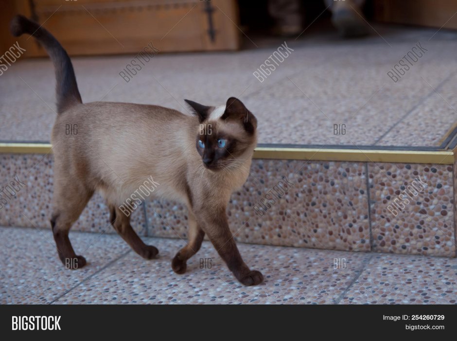 Сиамская кошка хвост