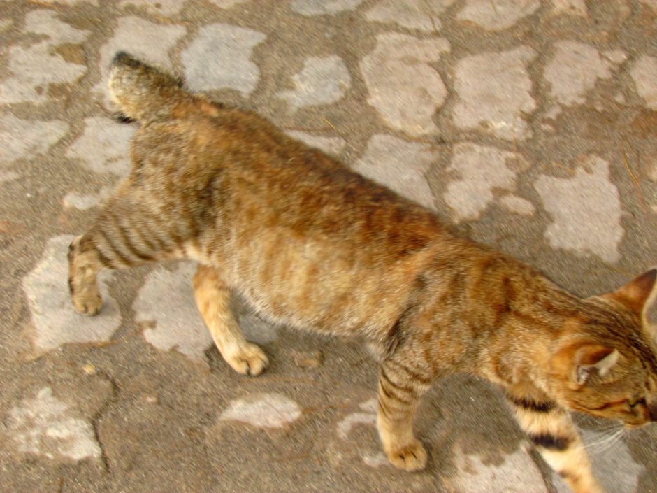 Порода котов со сломанным хвостом