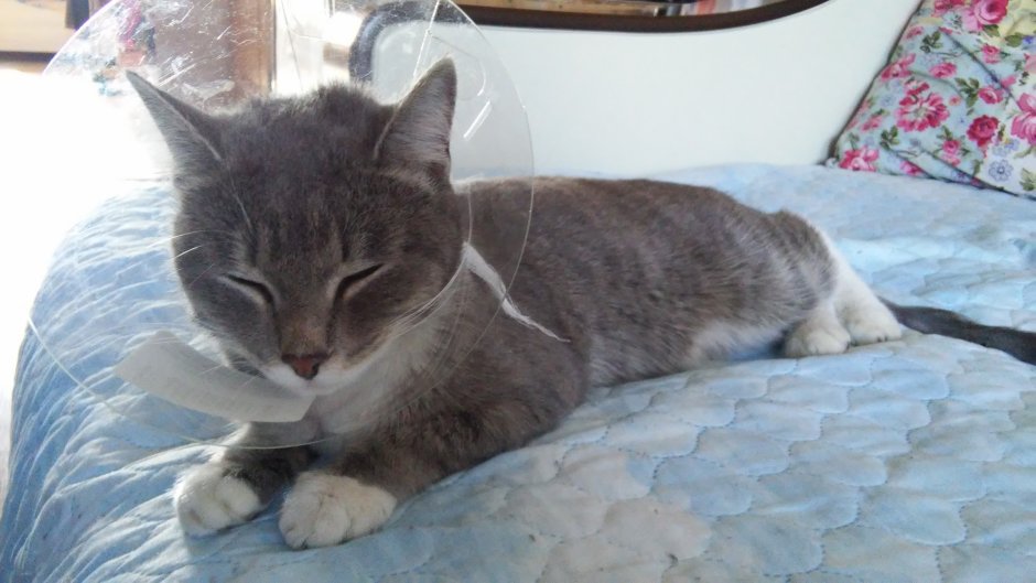 Порода кошек с поломанным хвостом