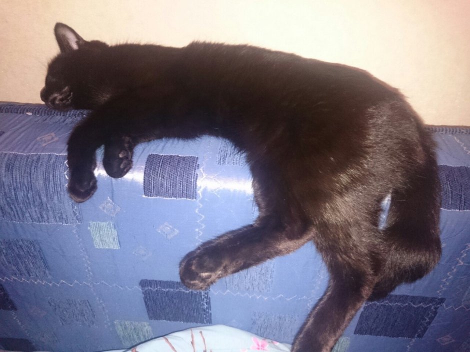 Черный кот с поломанным хвостом