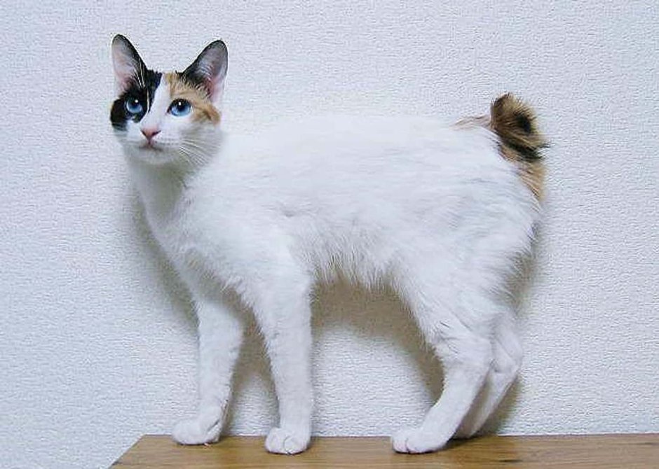 Кот японский бобтейл