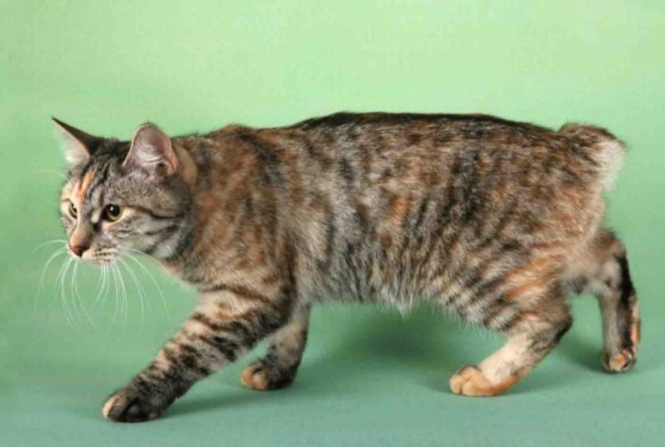 Курильский бобтейл гладкошерстный