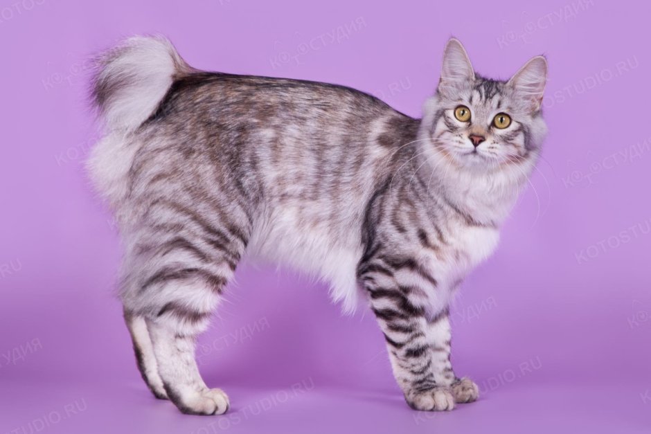 Королевский бобтейл