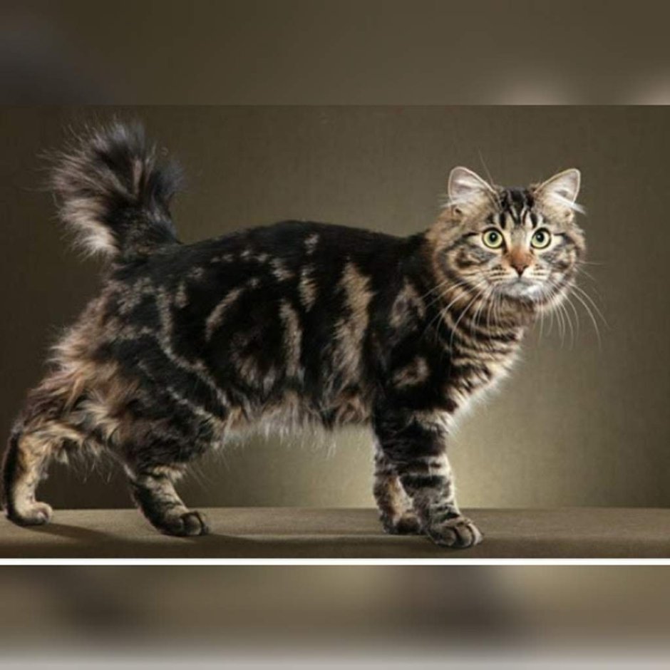 Хвост кошки