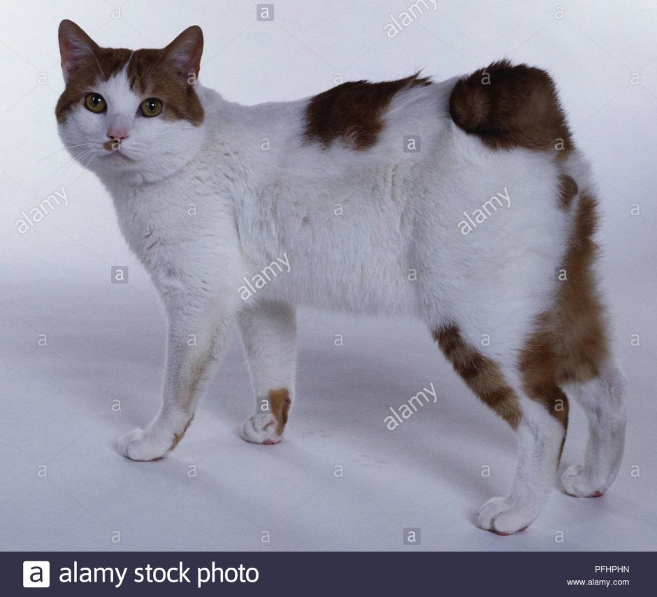 Кот японский бобтейл
