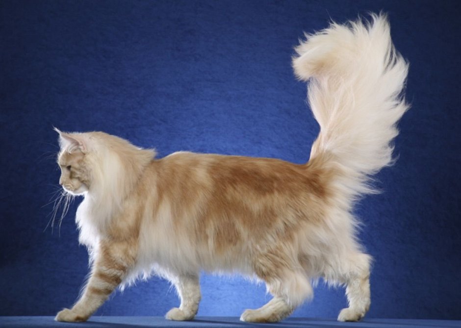 Американский рингтейл