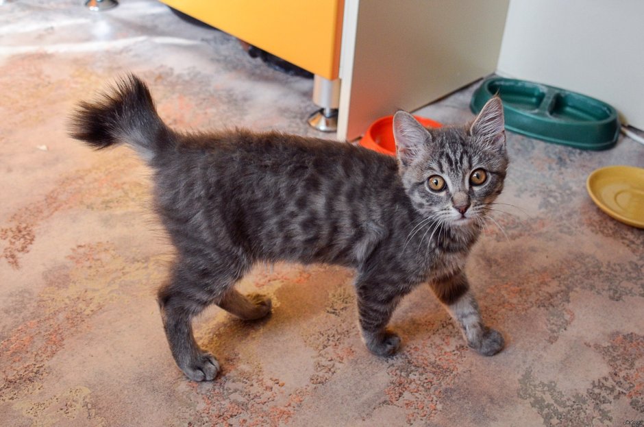 Порода кошек с переломанным хвостом