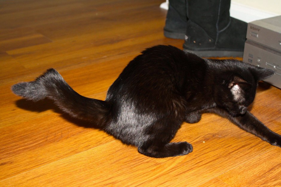 У кттенка соомае хаост