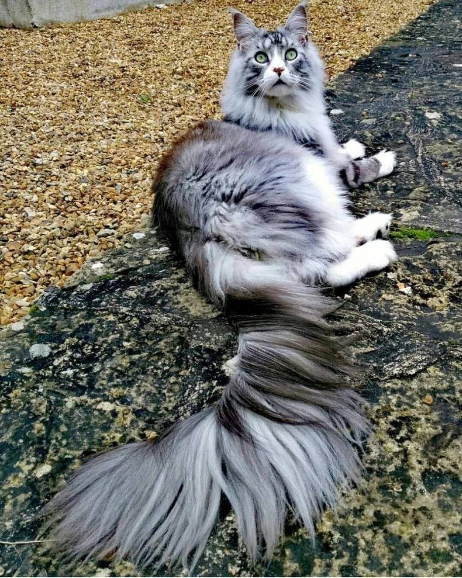 Мейн кун хвост