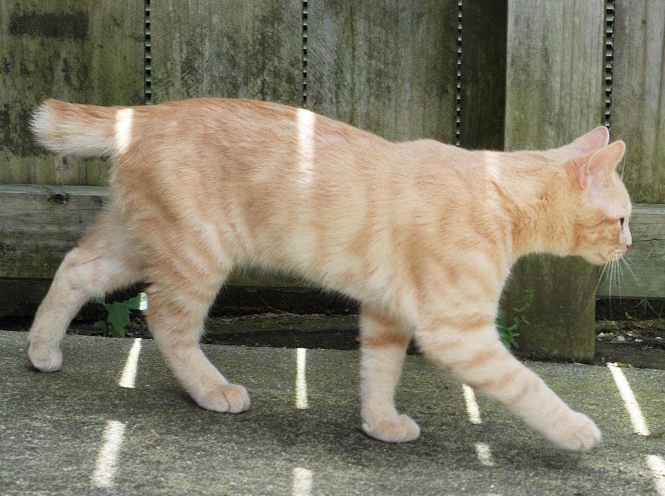 Менкс Стампи