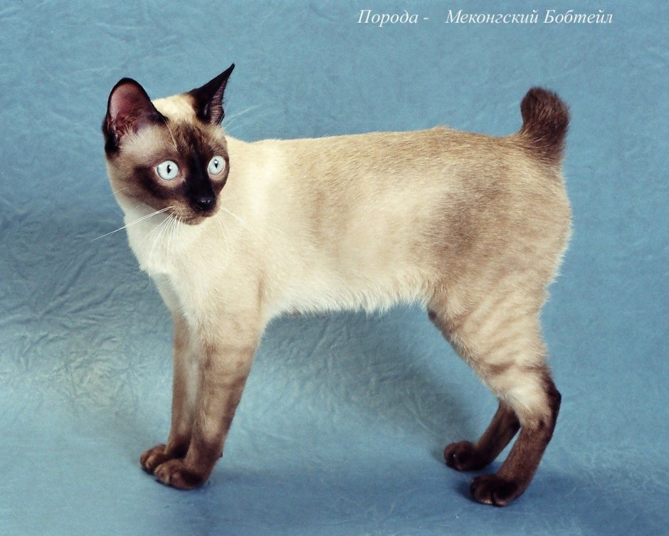 Меконгский (тайский) бобтейл