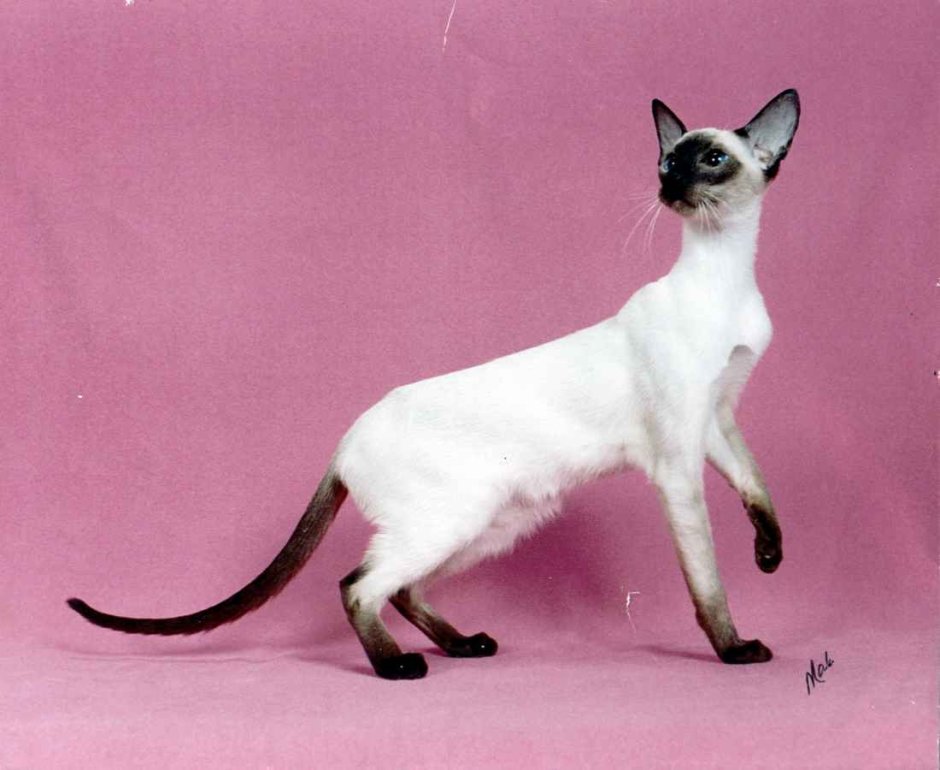 Сиамская кошка стандарт породы