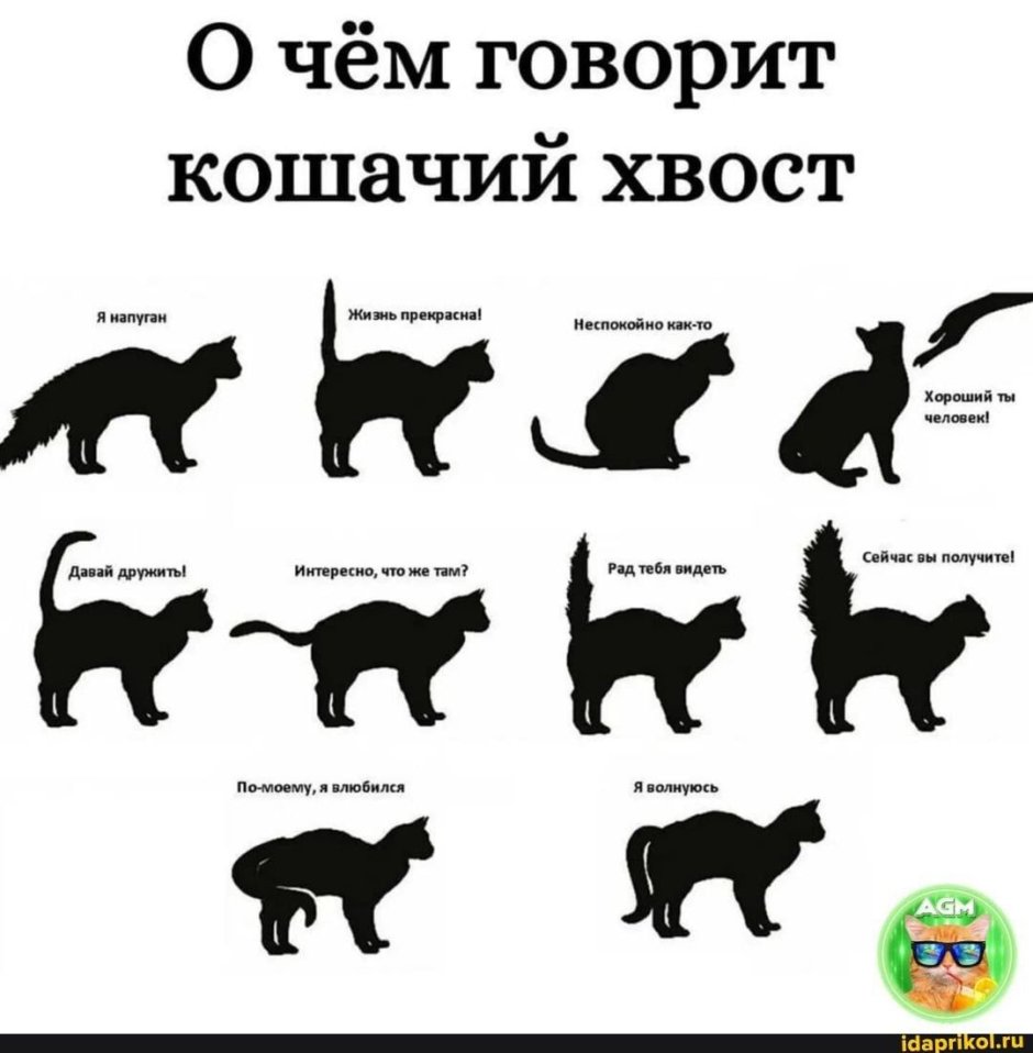 Поведение кошки