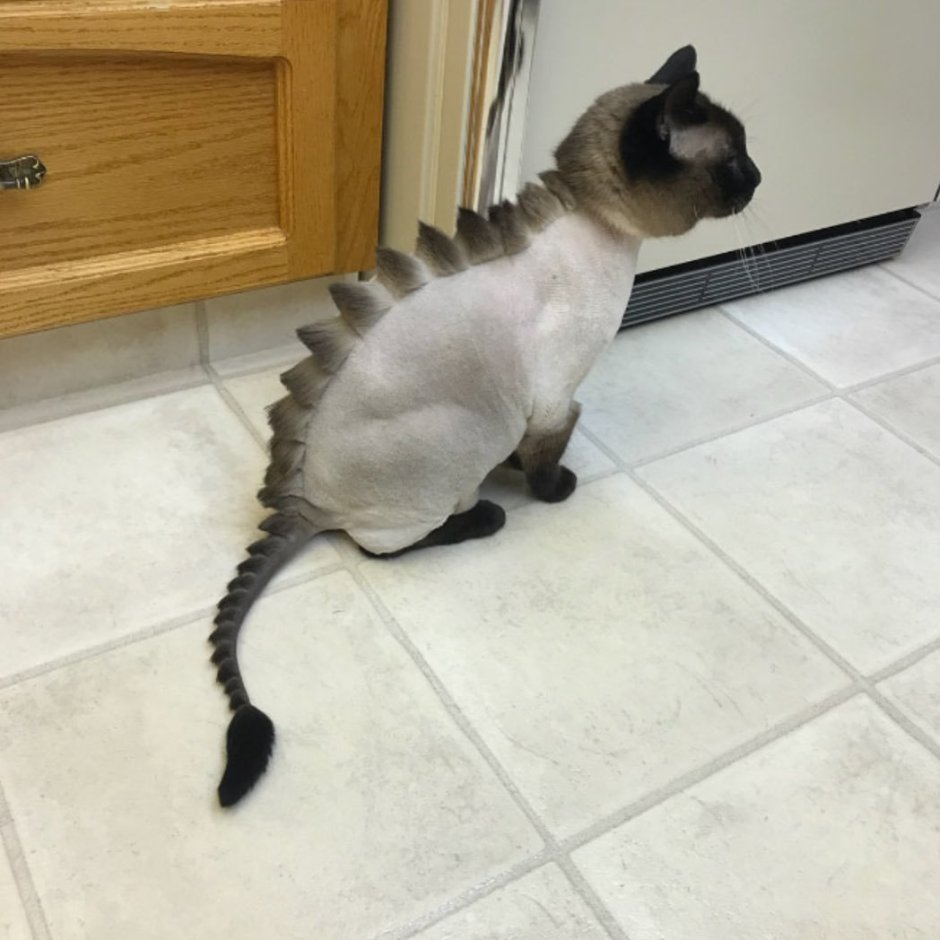 Стрижка кота дракончик