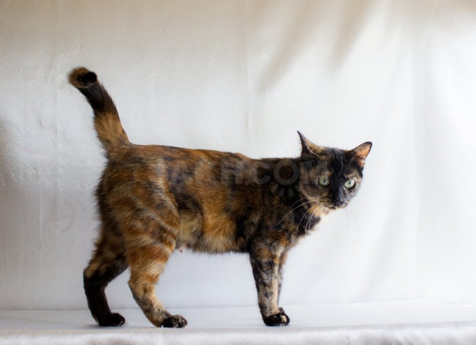 Мэнская бесхвостая кошка