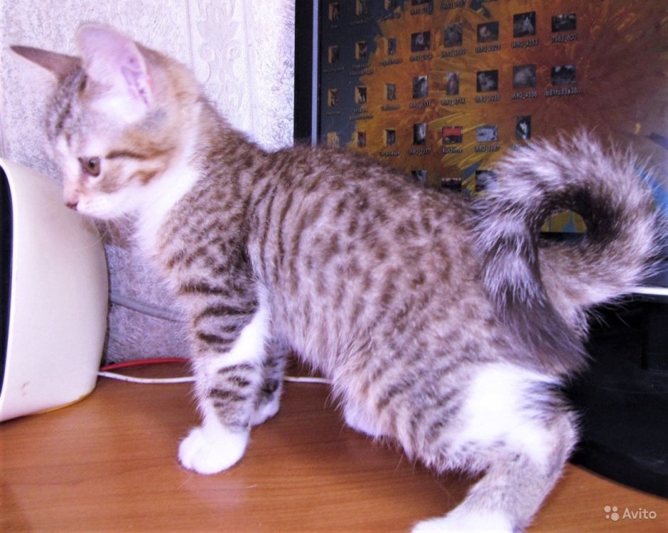 Рагамаффин кошка трехцветная