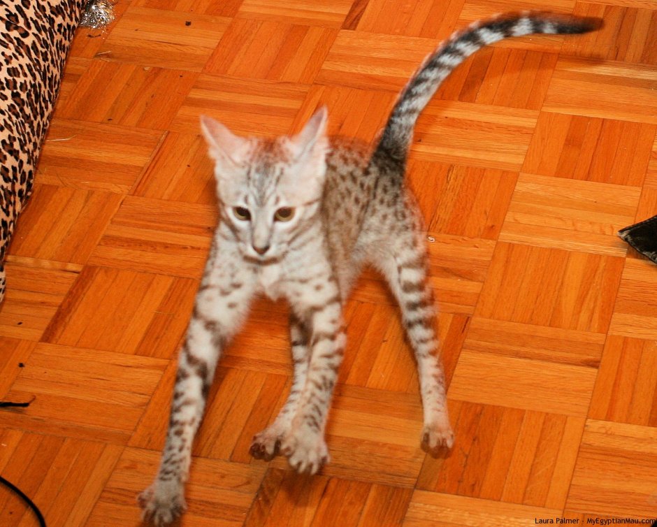 Порода Мейн-кун хвост