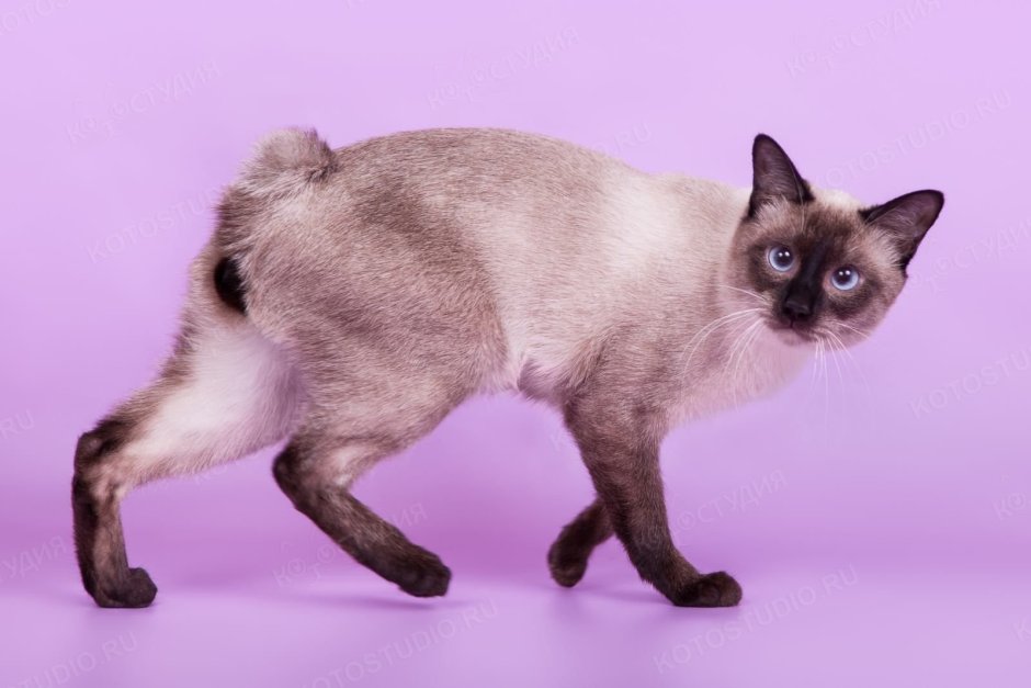 Кот с вытянутыми лапами