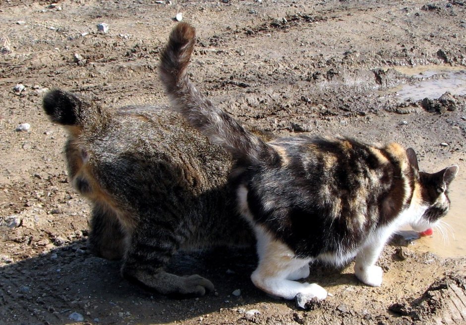 Сибирская крысоловка кошка