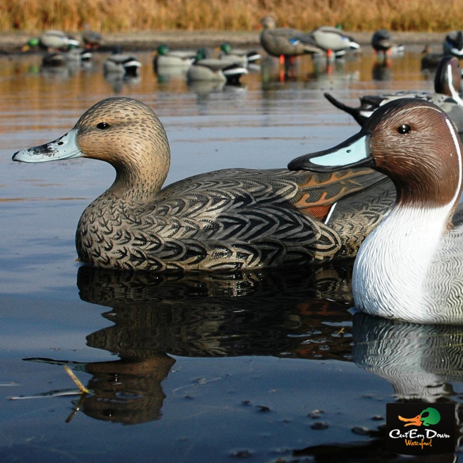 Шилохвость самка Greenhead