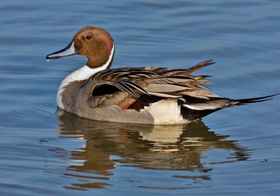 Northern Pintail