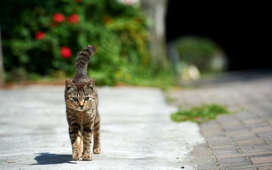 Коты на улице