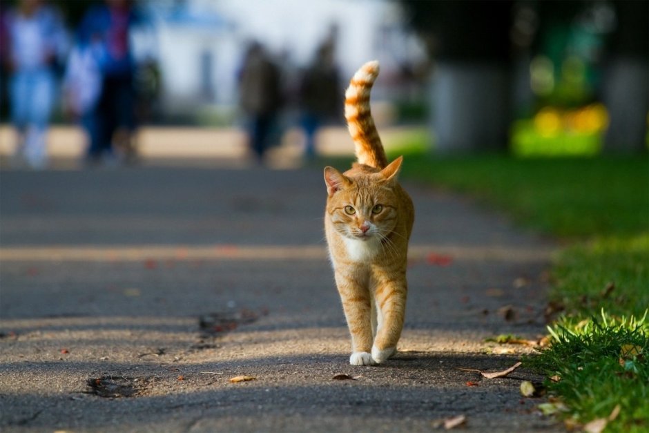 Кошка на дороге