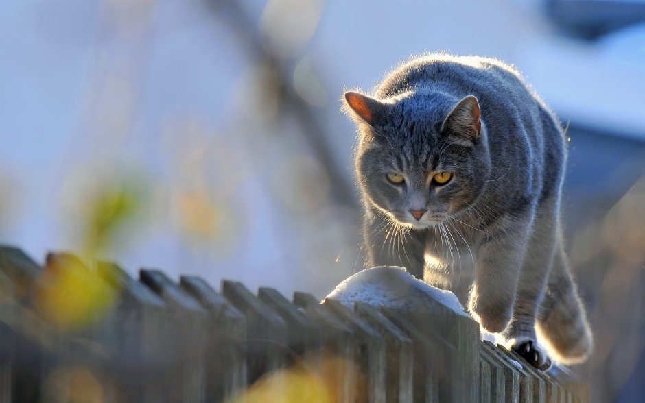 Кошка на заборе