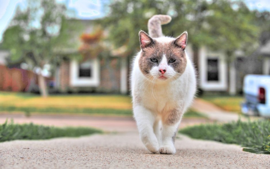 Кошка на улице