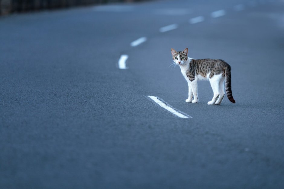 Кот уходит