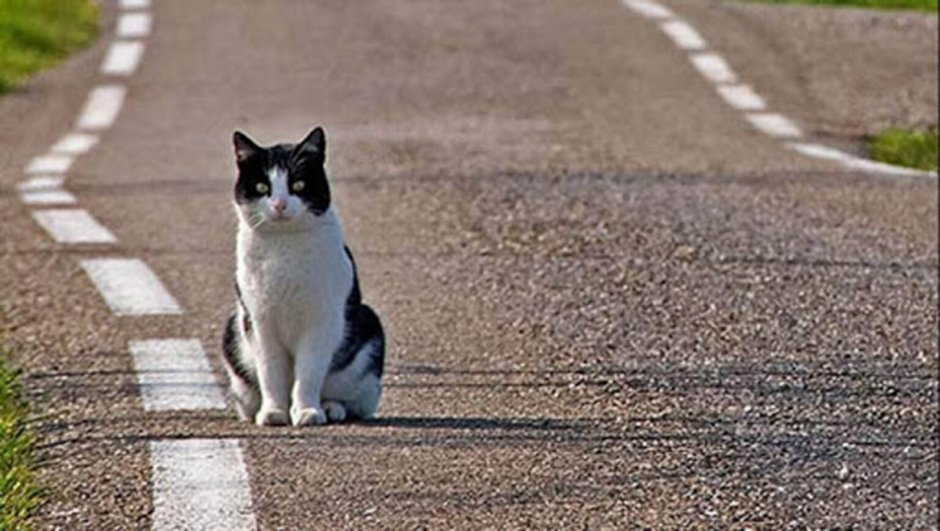 Котенок на дороге