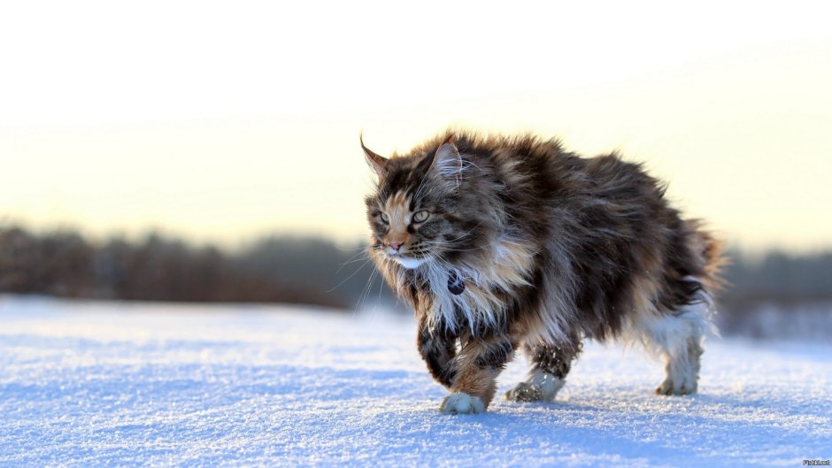 Норвежский Лесной кот
