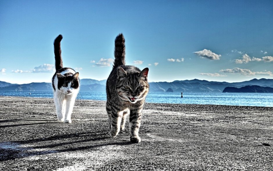 Коты на море